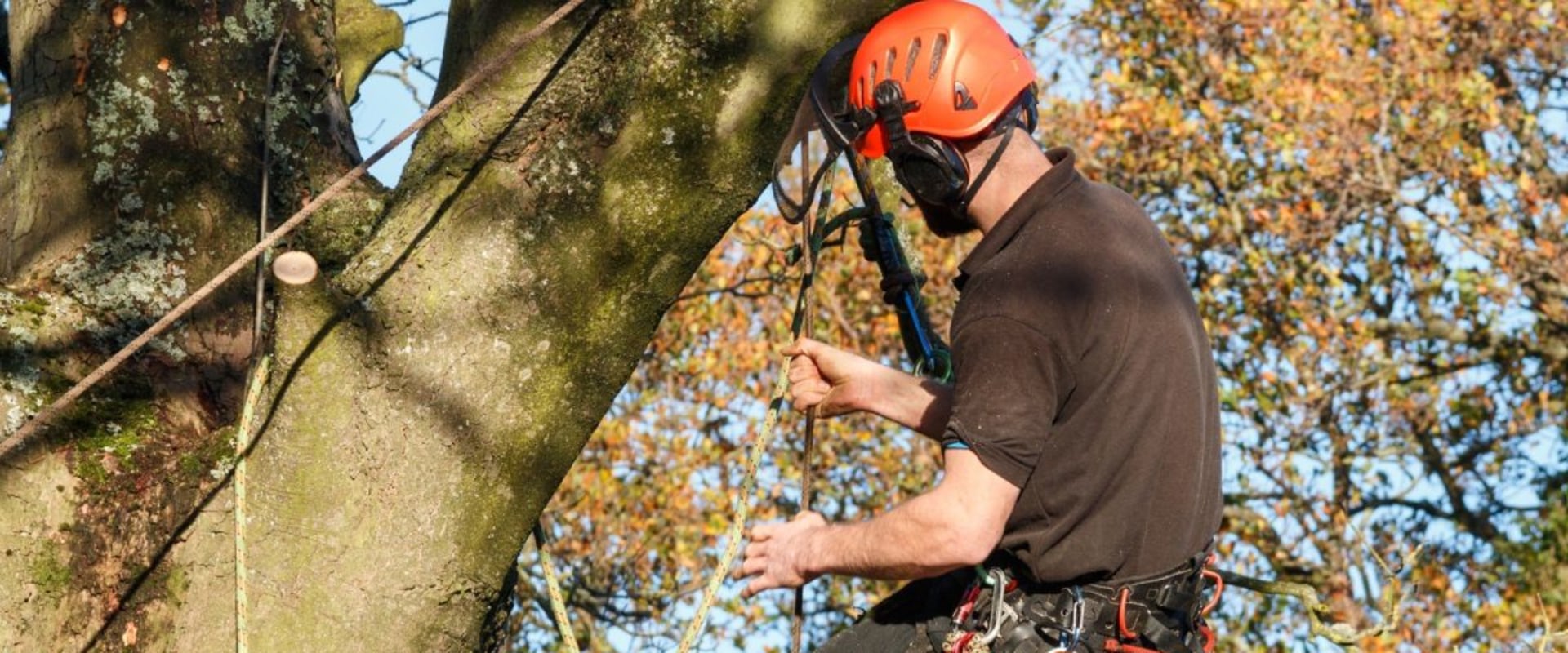 Is an arborist the same as a tree cutter?