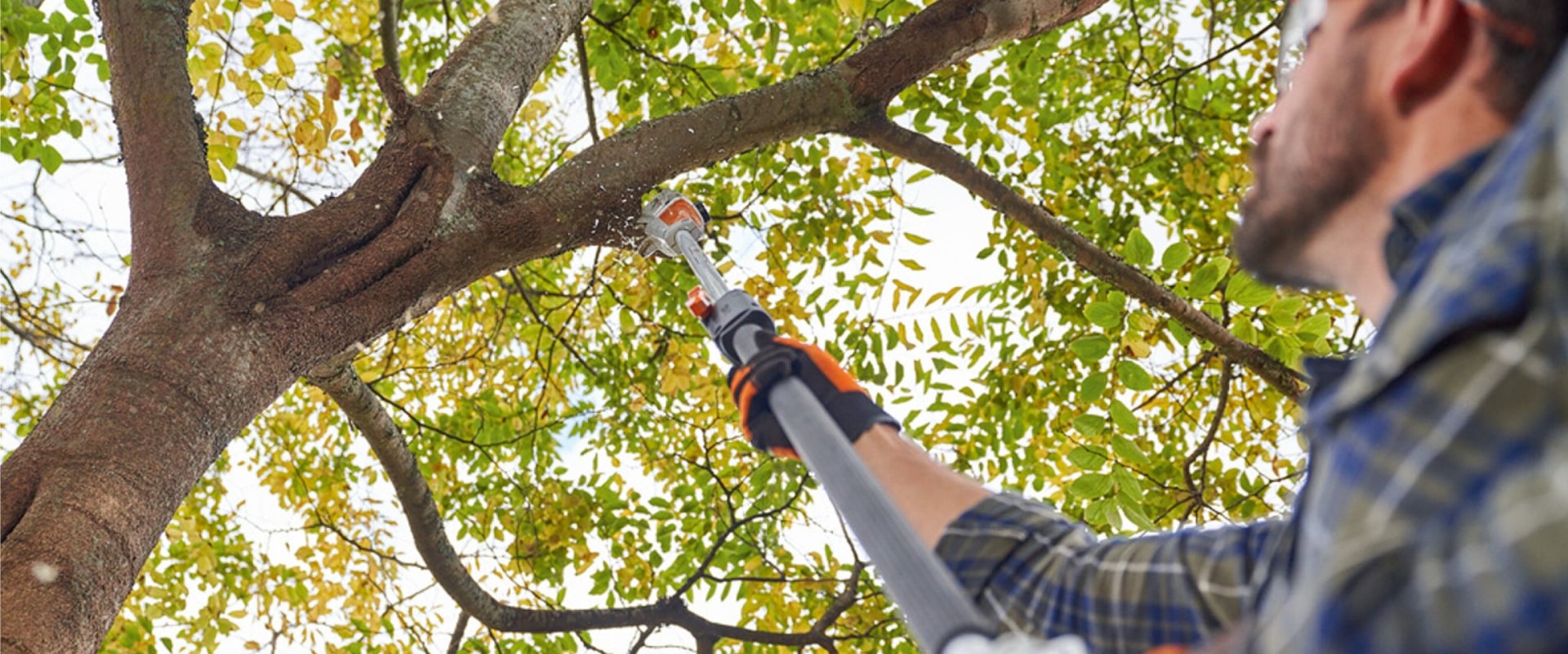 What is the best tree trimming technique?