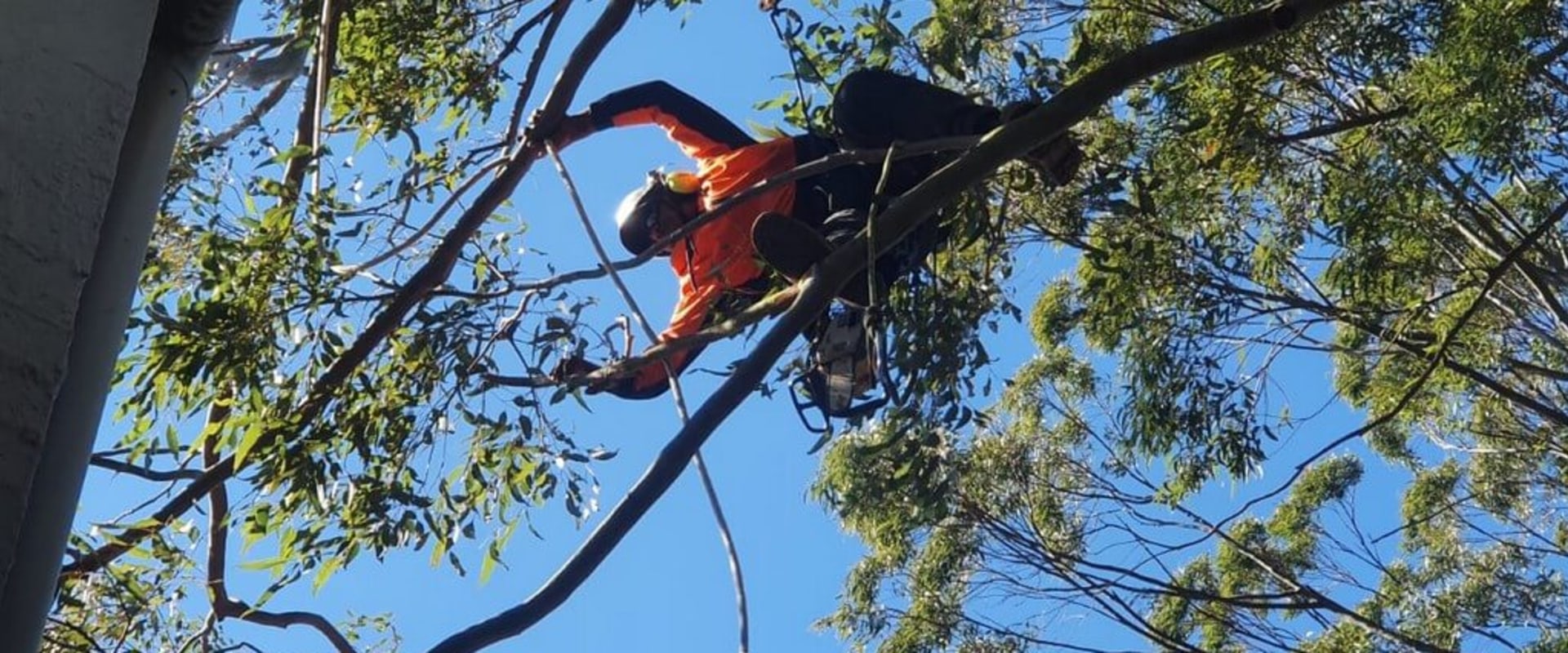 What isa tree service person called?