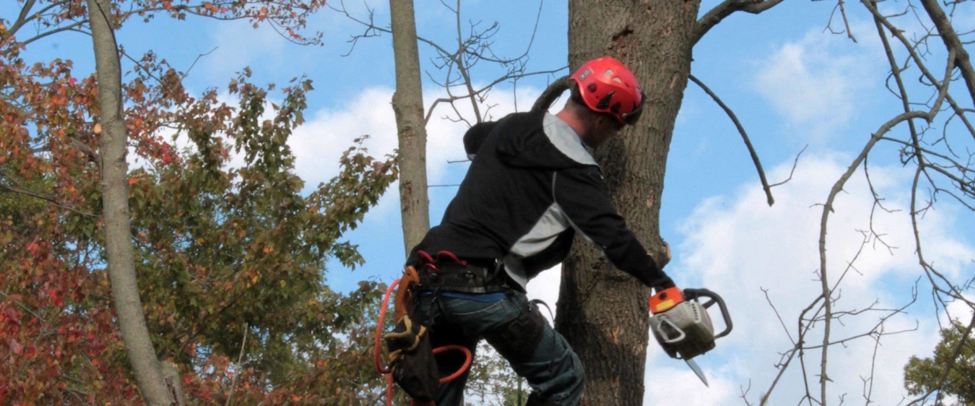 What are the duties of an arborist?