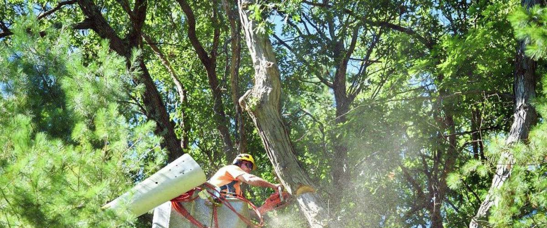What state has the most tree work?
