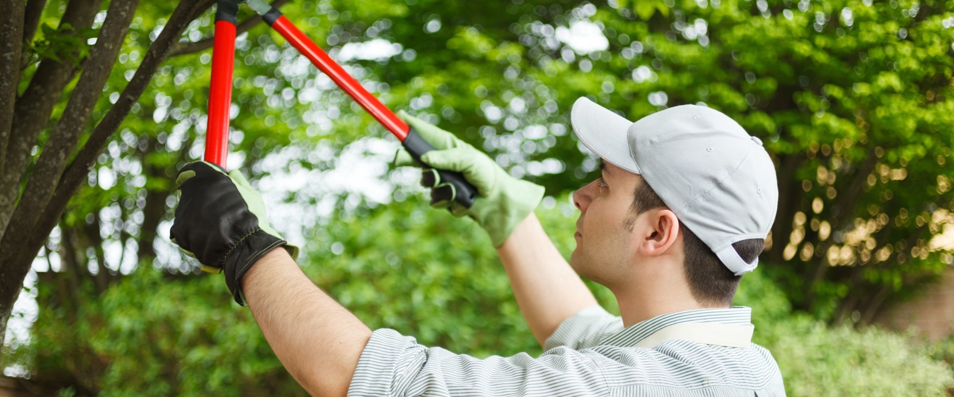 What are the different types of tree trimming?