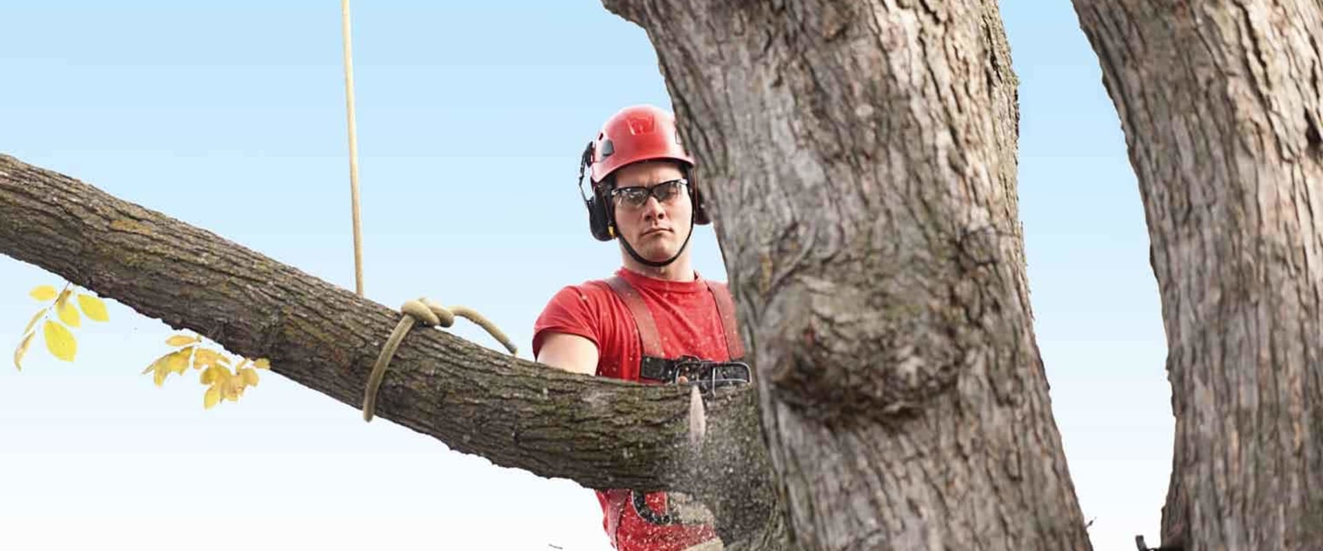 What are the best states for tree service business?