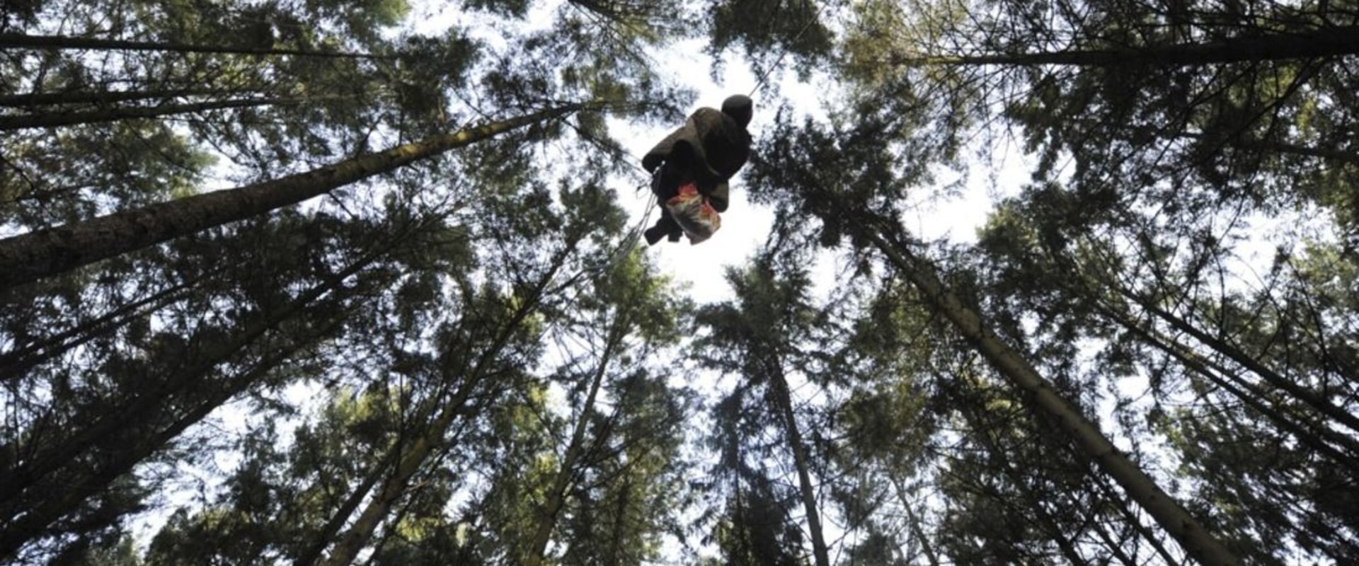 The Top Pay for a Tree Climber: What You Need to Know