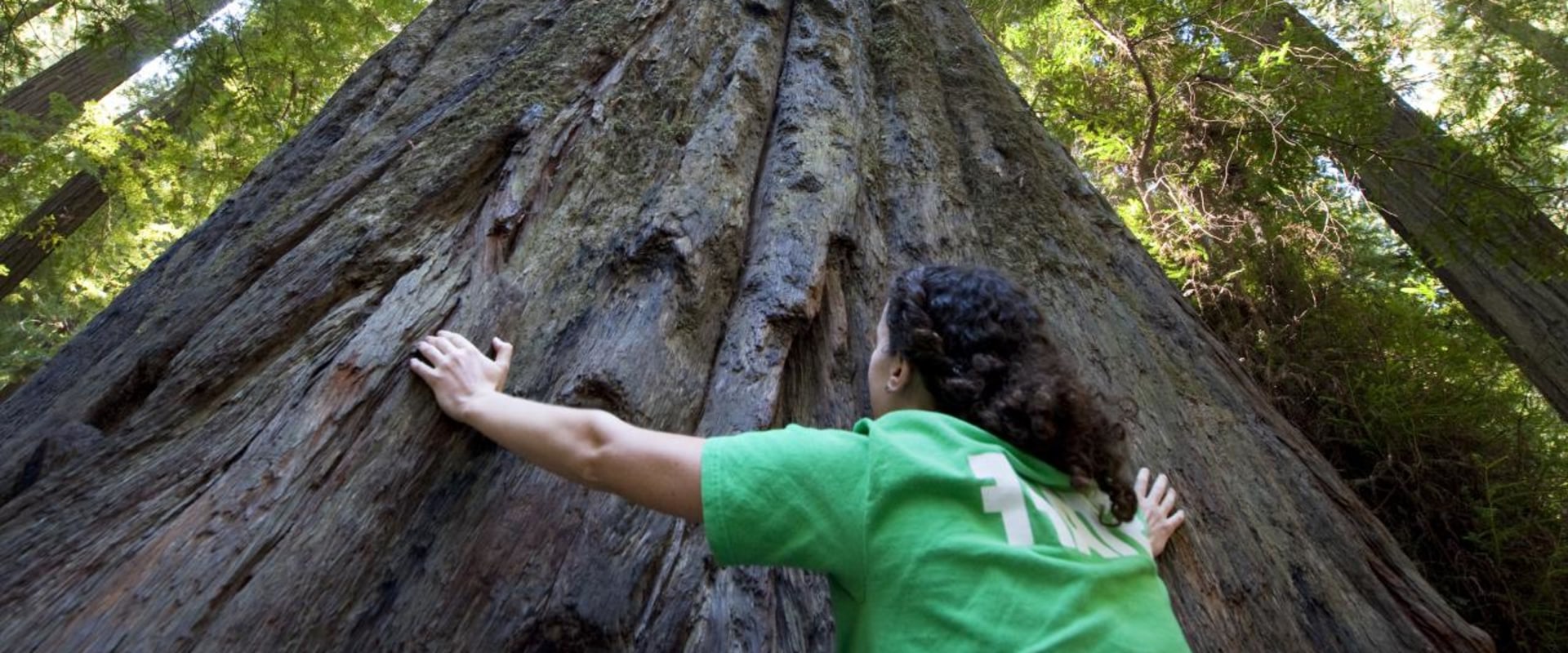 What state is known for trees?