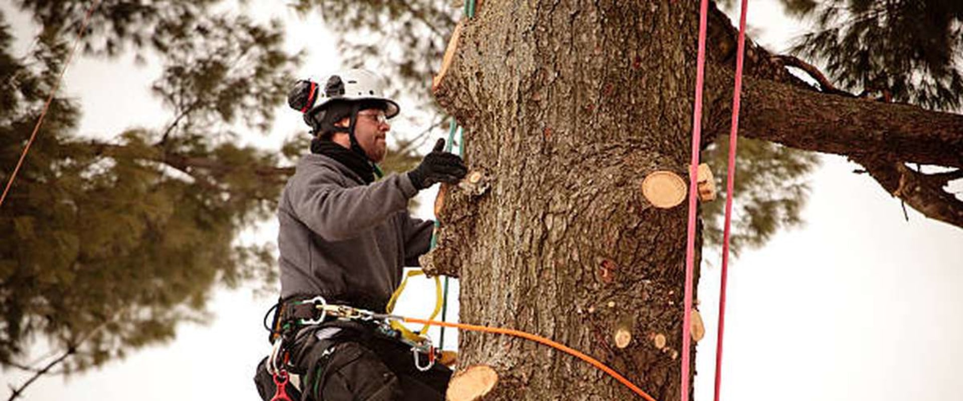 What is the highest level of arborist?