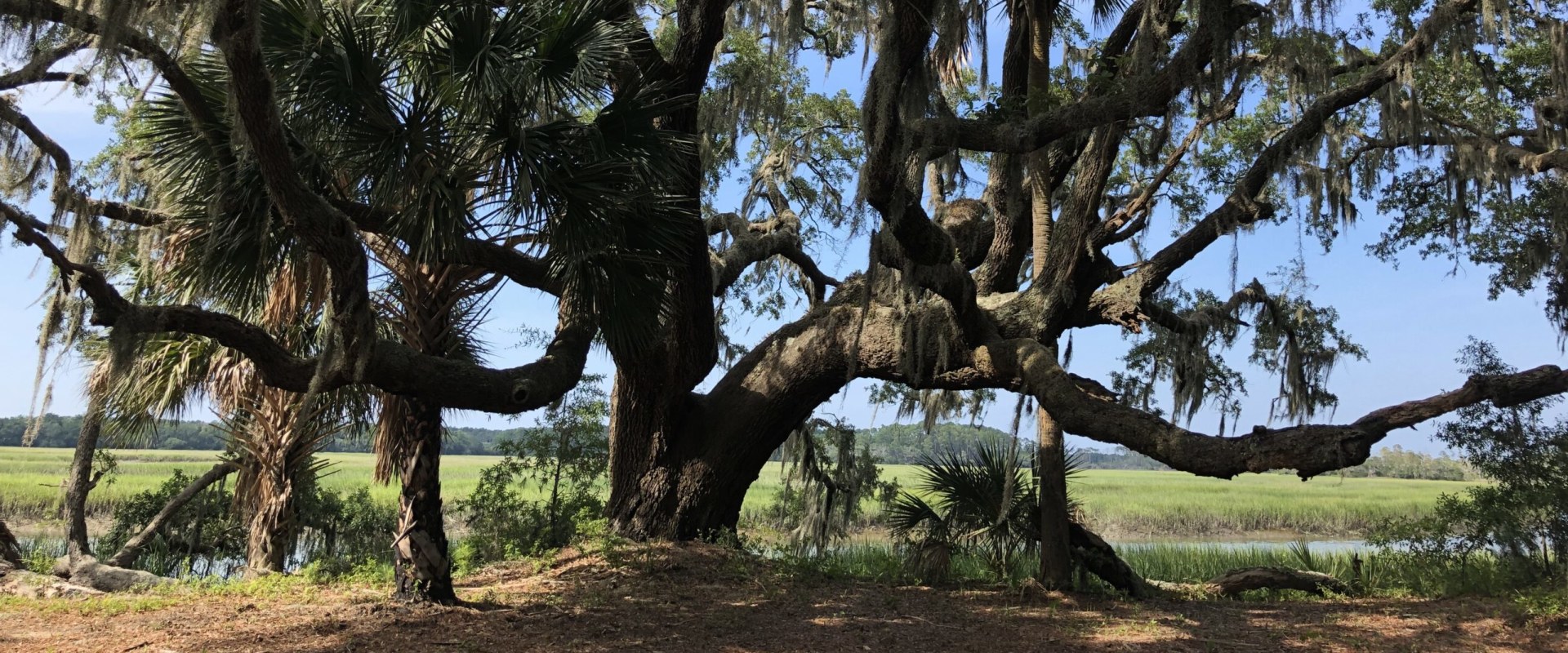 What is the most common routine pruning technique for landscape trees?