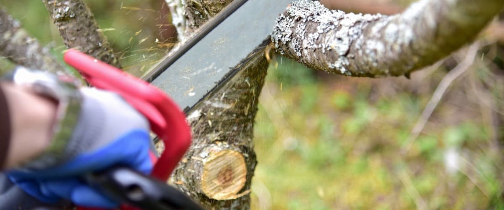 What state pays the most for tree service?