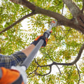 What is the best tree trimming technique?