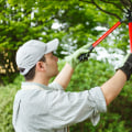 What are the different types of tree trimming?