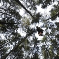 The Top Pay for a Tree Climber: What You Need to Know