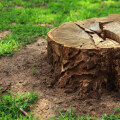 How do you prepare ground after tree removal?