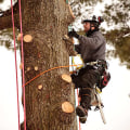 What is the highest level of arborist?