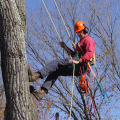 Which State Offers the Highest Pay for Arborists?