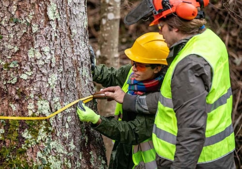 The Essential Tools Used by Arborists to Safely Cut Down Trees