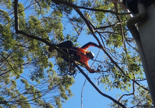 What isa tree service person called?