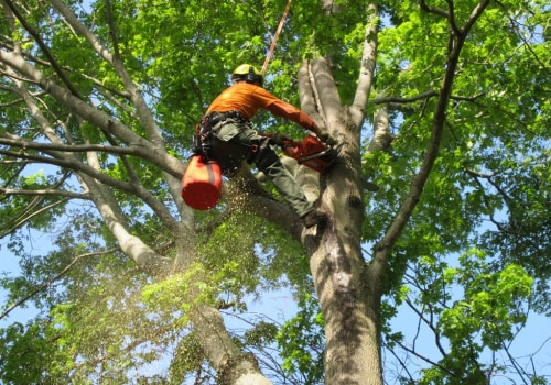 What is a tree professional called?