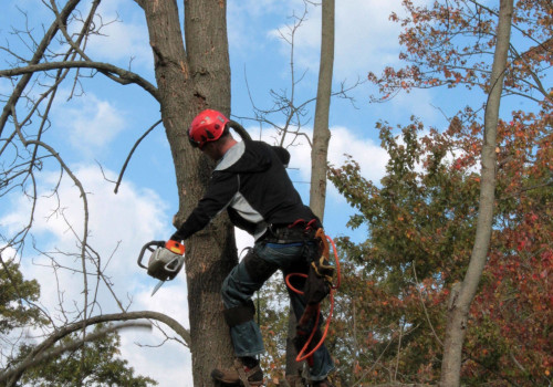 What are the duties of an arborist?