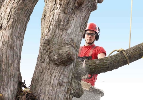 What are the best states for tree service business?