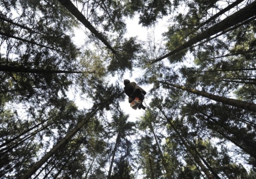 The Top Pay for a Tree Climber: What You Need to Know