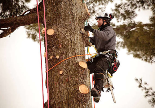 What is the highest level of arborist?