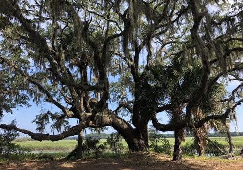 What is the most common routine pruning technique for landscape trees?