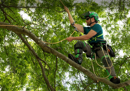 What equipment do arborists use?