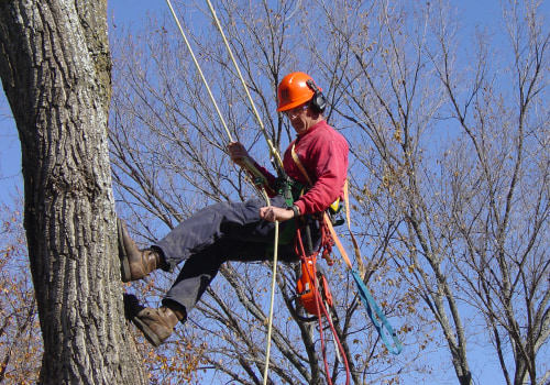 Which State Offers the Highest Pay for Arborists?