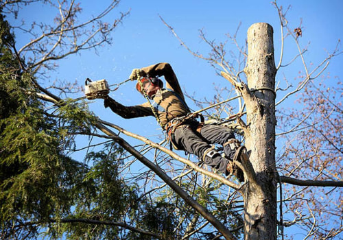 What is the difference between an arborist and a tree trimmer?