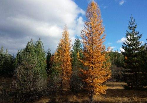 Which us states have the most trees?